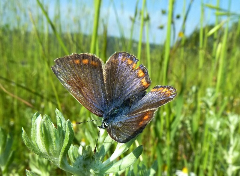 confermiamo Polyommatus thersites?